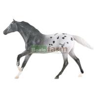 Preview Appaloosa Sport Horse