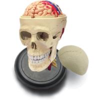 Preview Human Cranial Skull Anatomy Model