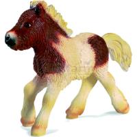 Preview Shetland Pony Foal