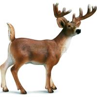Preview White-tailed Buck