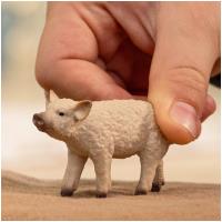 Preview Mangalica Piglet - Image 1