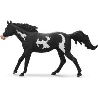 Preview Paint Horse Gelding - Image 2