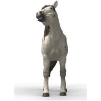 Preview Knabstrupper Gelding - Image 2