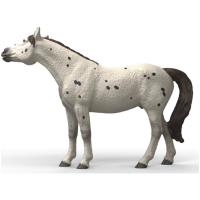 Preview Knabstrupper Gelding - Image 4