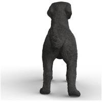 Preview Black Labrador Retriever, Female - Image 1