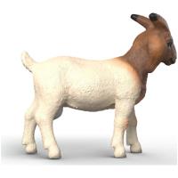 Preview Boer Goat - Image 1