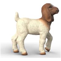 Preview Boer Goat Kid - Image 1