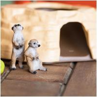 Preview Meerkat Hangout - Image 2